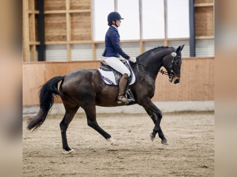 Oldenbourg Jument 17 Ans 165 cm Bai brun in Garrel
