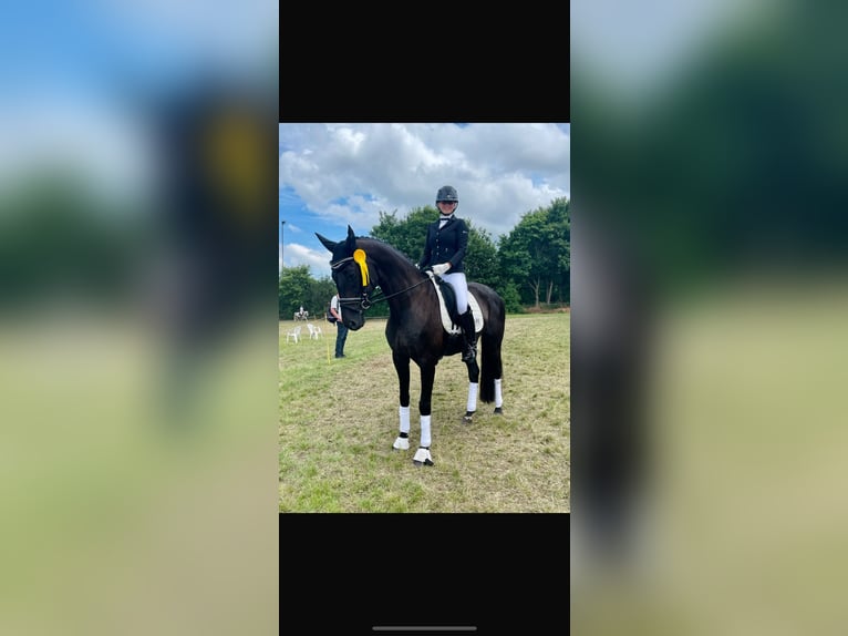 Oldenbourg Jument 17 Ans 168 cm Noir in Stade