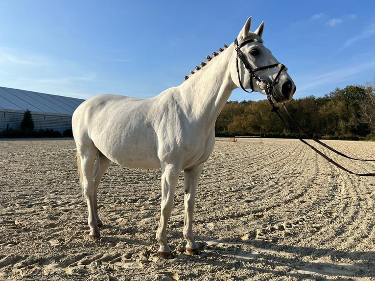 Oldenbourg Jument 17 Ans 169 cm Blanc in Rzeplin