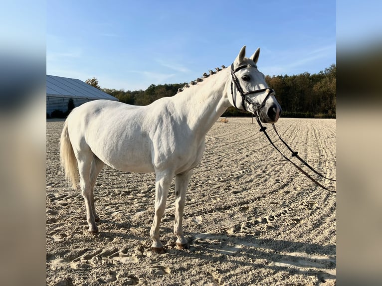 Oldenbourg Jument 17 Ans 169 cm Blanc in Rzeplin