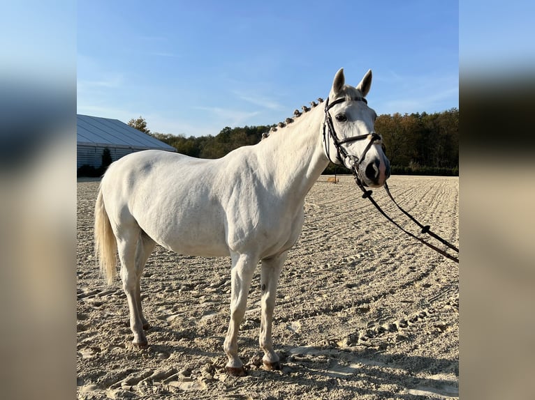 Oldenbourg Jument 17 Ans 169 cm Blanc in Rzeplin