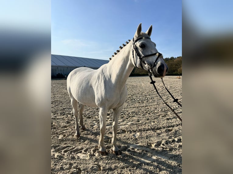 Oldenbourg Jument 17 Ans 169 cm Blanc in Rzeplin