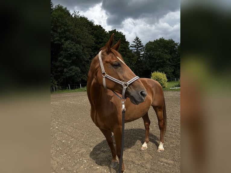 Oldenbourg Jument 17 Ans 172 cm Alezan in Neuhofen an der Ybbs