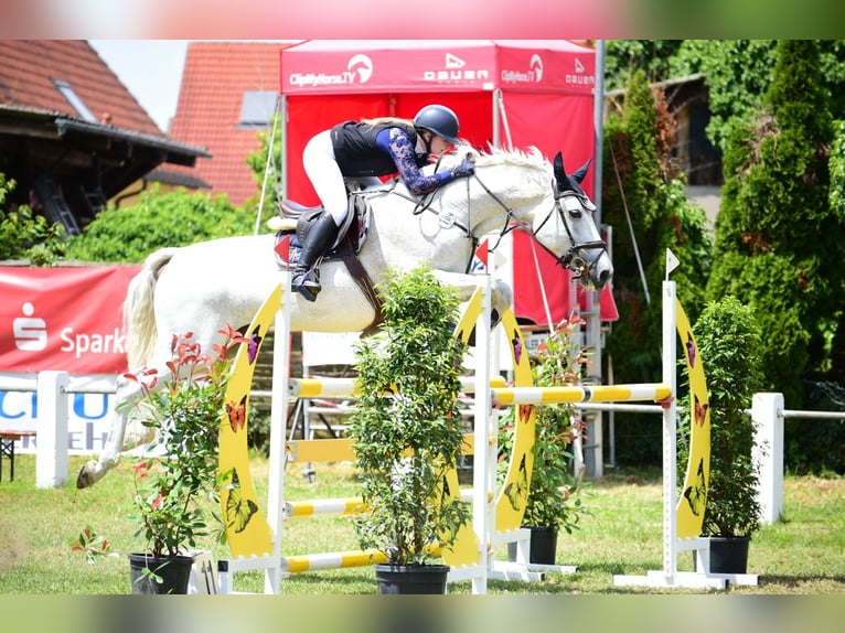 Oldenbourg Jument 17 Ans 176 cm Gris moucheté in Bad Herrenalb