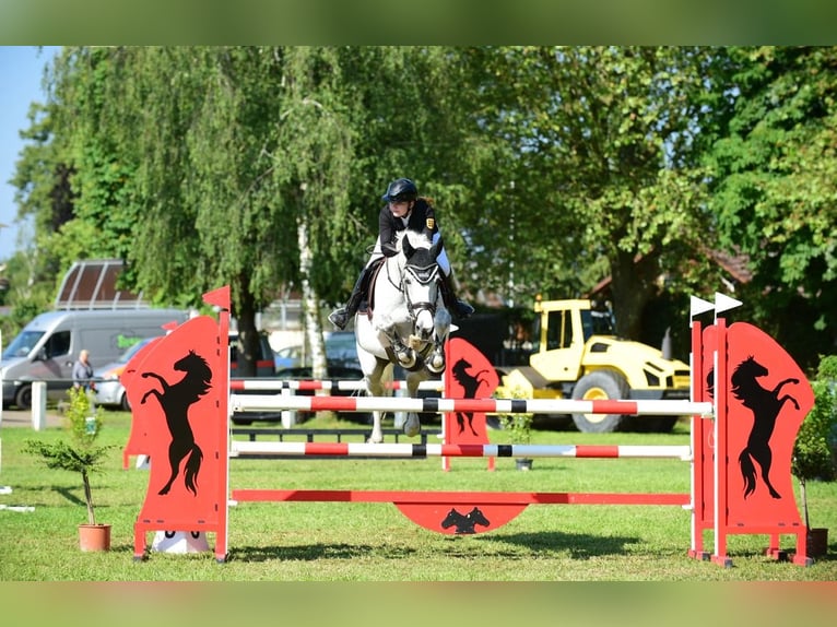 Oldenbourg Jument 17 Ans 176 cm Gris moucheté in Bad Herrenalb