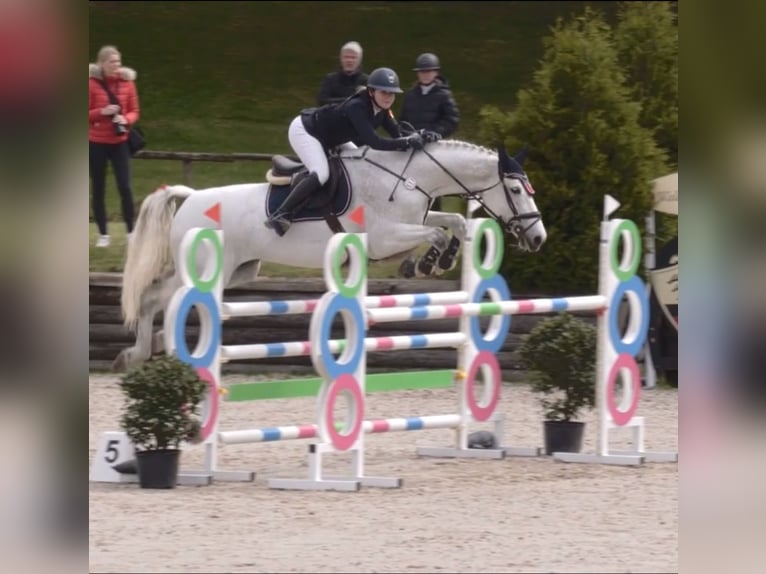 Oldenbourg Jument 17 Ans 176 cm Gris moucheté in Bad Herrenalb