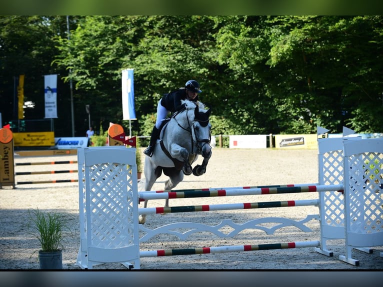 Oldenbourg Jument 17 Ans 176 cm Gris moucheté in Bad Herrenalb