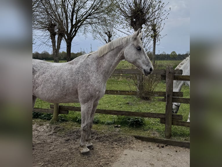 Oldenbourg Jument 18 Ans 158 cm Gris moucheté in Lingen
