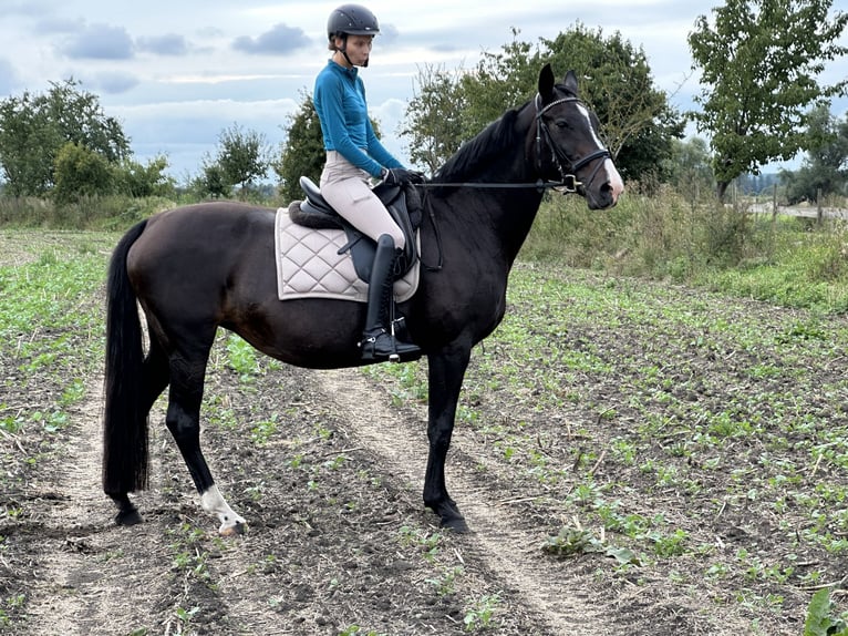 Oldenbourg Jument 18 Ans 162 cm Bai brun foncé in Nauen