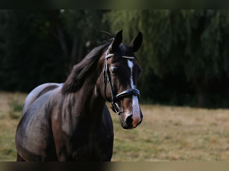 Oldenbourg Jument 18 Ans 162 cm Bai brun foncé in Nauen