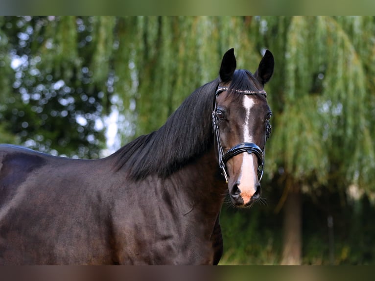 Oldenbourg Jument 18 Ans 162 cm Bai brun foncé in Nauen