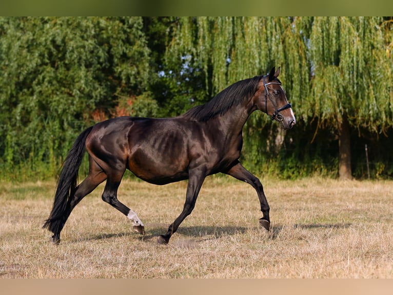 Oldenbourg Jument 18 Ans 162 cm Bai brun foncé in Nauen