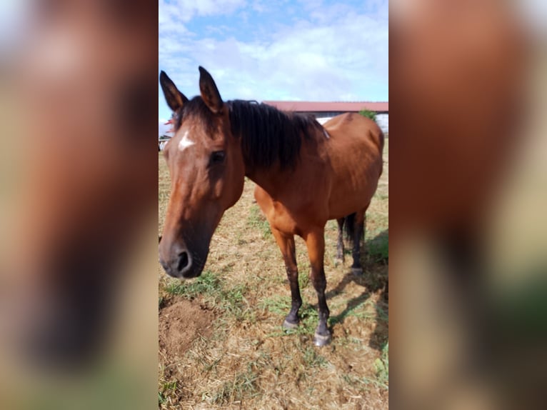 Oldenbourg Jument 18 Ans 163 cm Bai in Schöffengrund