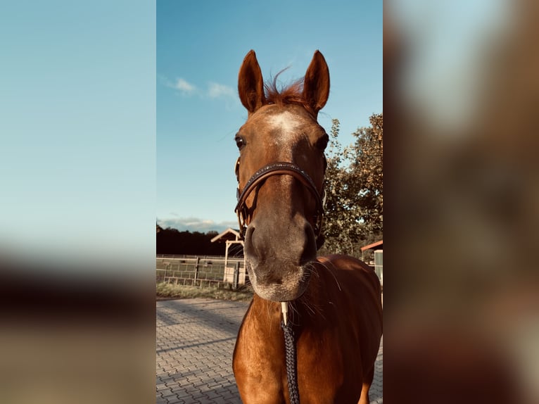 Oldenbourg Jument 18 Ans 164 cm Alezan brûlé in Gronau (Westfalen)