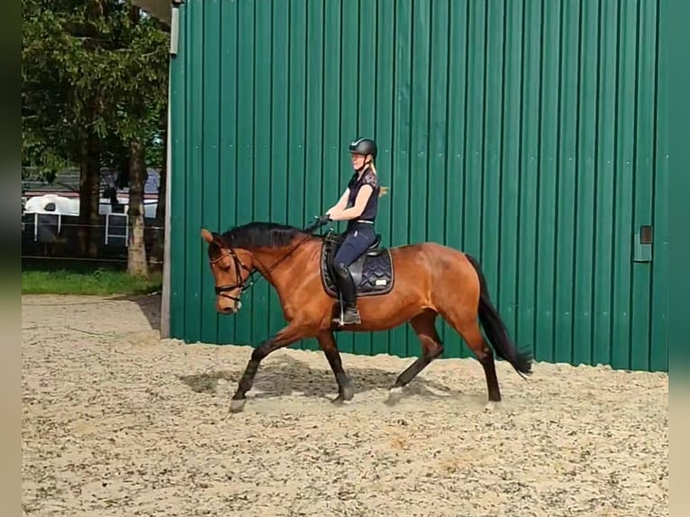 Oldenbourg Jument 18 Ans 165 cm Bai in Fredenbeck