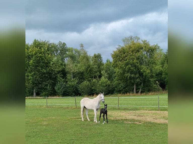 Oldenbourg Jument 18 Ans 165 cm Gris in Berg