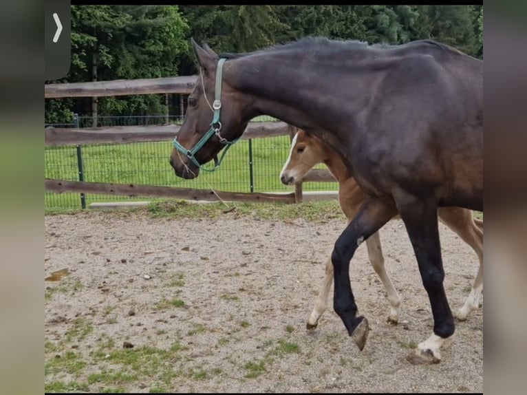 Oldenbourg Jument 18 Ans 168 cm Bai brun in Fridolfing