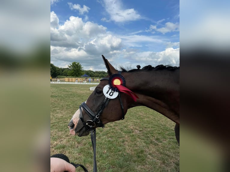 Oldenbourg Jument 18 Ans 168 cm Bai brun foncé in GROTE-BROGEL
