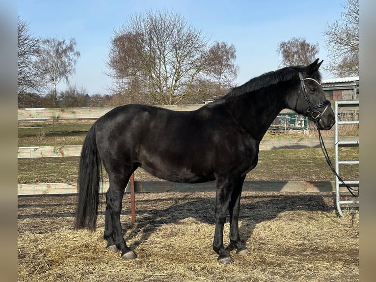 Oldenbourg Jument 18 Ans 168 cm Noir in Hildesheim