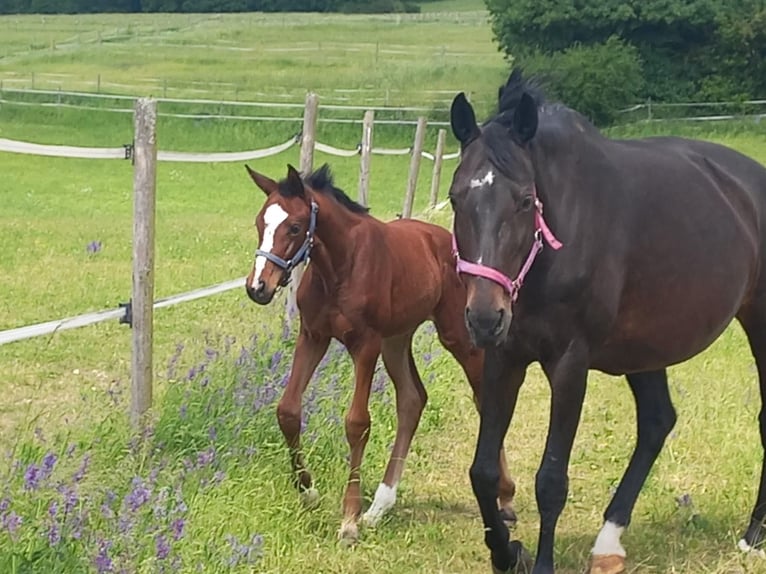 Oldenbourg Jument 18 Ans 169 cm Bai brun in Osterburken