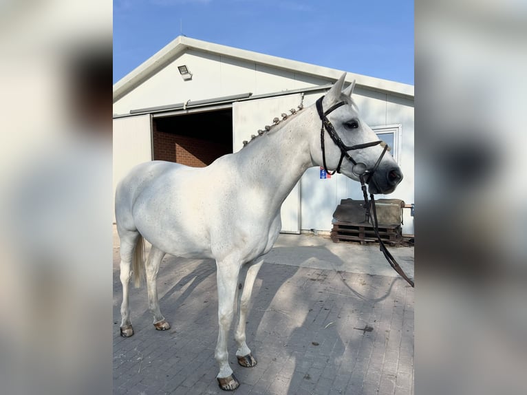 Oldenbourg Jument 18 Ans 169 cm Blanc in Rzeplin