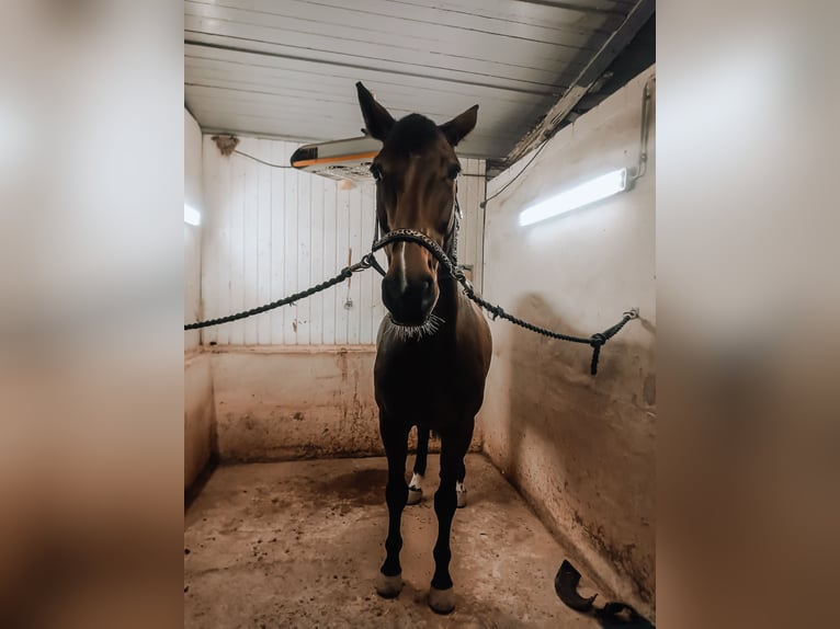 Oldenbourg Jument 18 Ans 170 cm Bai in Deggendorf