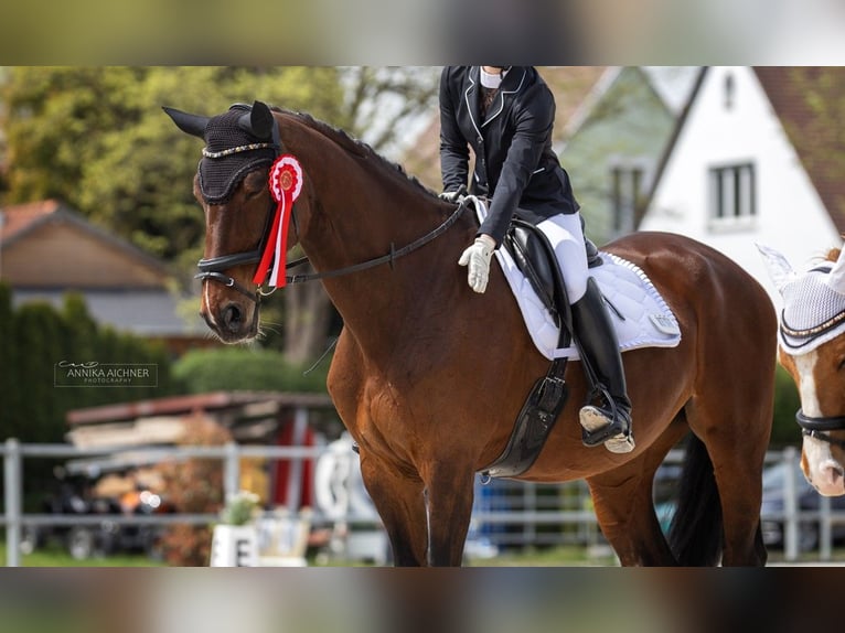 Oldenbourg Jument 18 Ans 170 cm Bai in Deggendorf