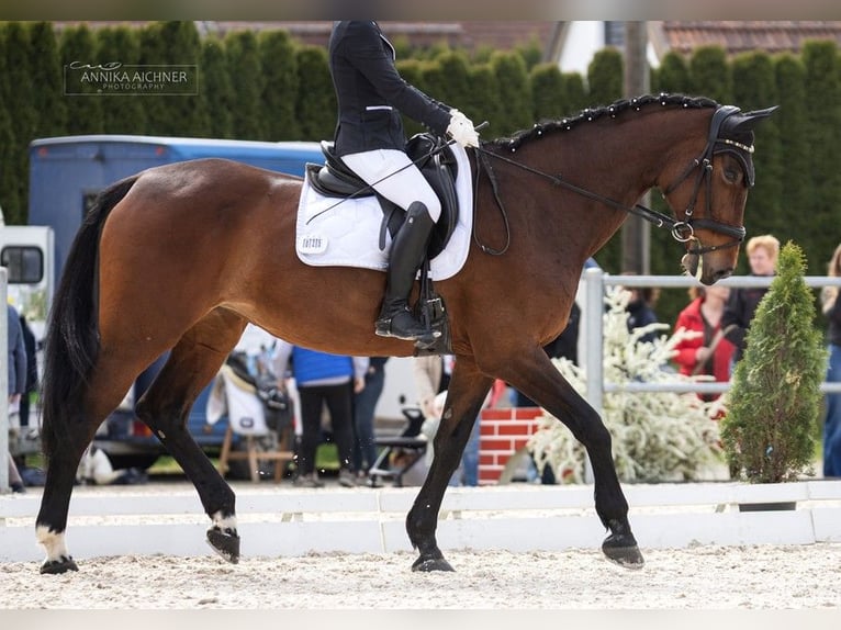 Oldenbourg Jument 18 Ans 170 cm Bai in Deggendorf
