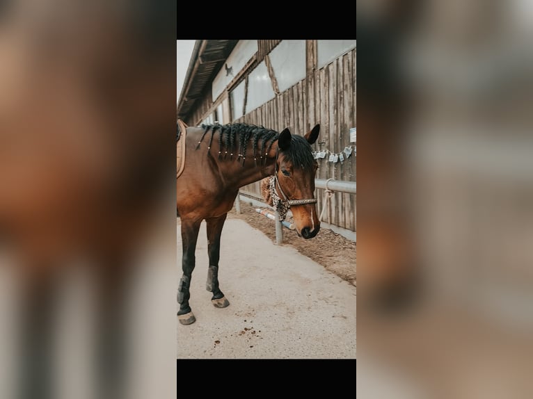 Oldenbourg Jument 18 Ans 170 cm Bai in Deggendorf
