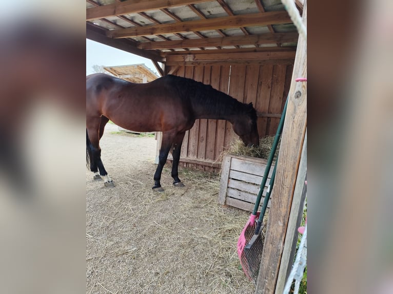 Oldenbourg Jument 18 Ans 170 cm Bai in Deggendorf