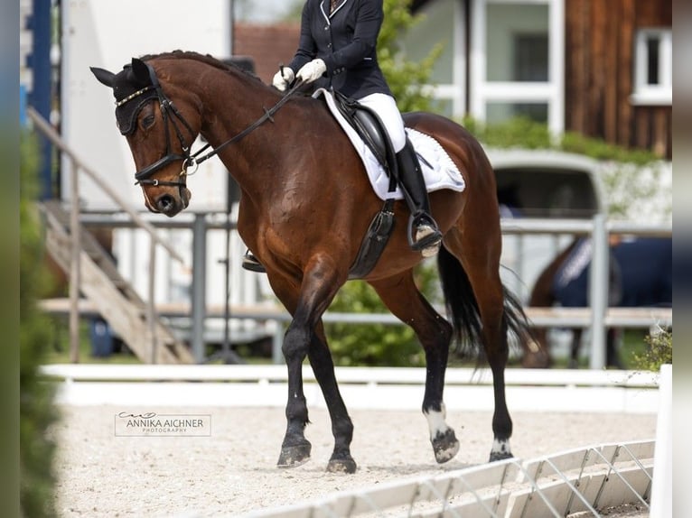 Oldenbourg Jument 18 Ans 170 cm Bai in Deggendorf