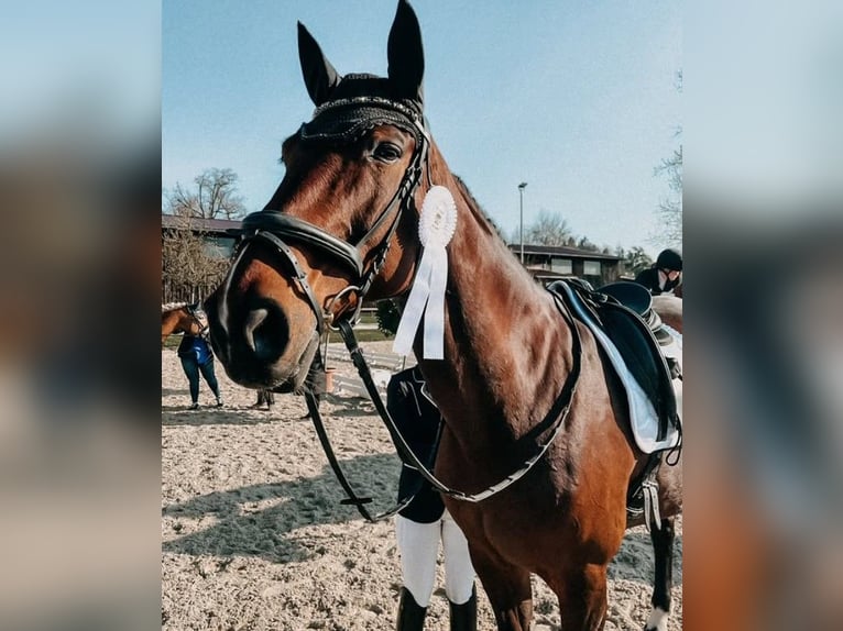 Oldenbourg Jument 18 Ans 170 cm Bai in Deggendorf