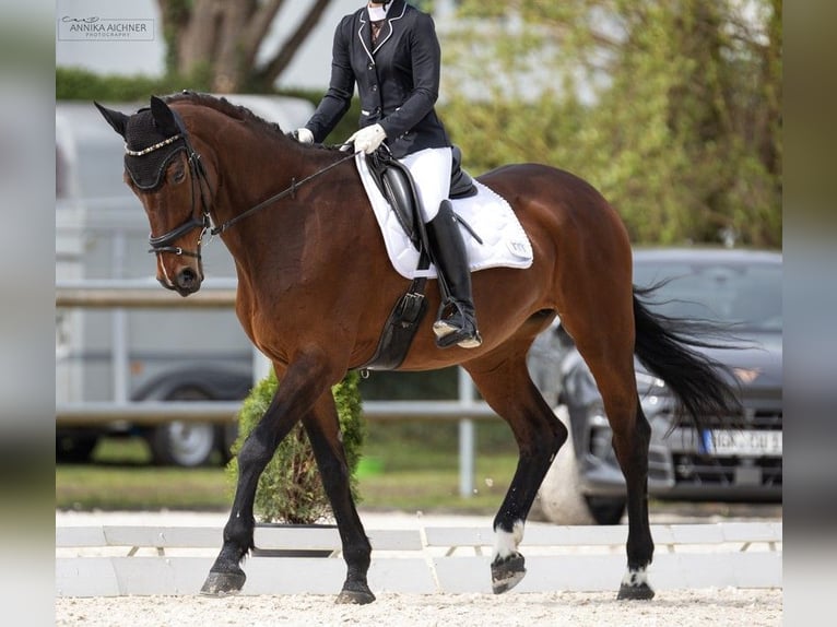 Oldenbourg Jument 18 Ans 170 cm Bai in Deggendorf
