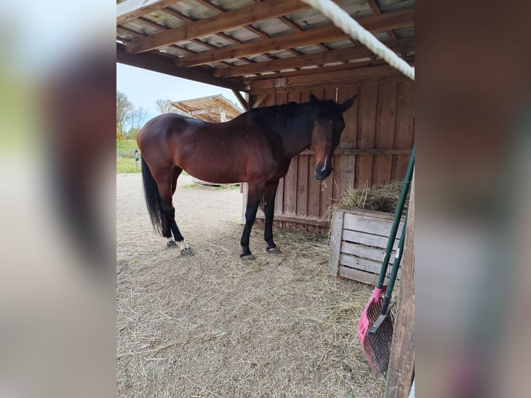Oldenbourg Jument 18 Ans 170 cm Bai in Deggendorf