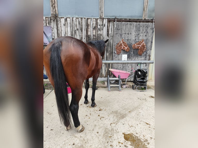 Oldenbourg Jument 18 Ans 170 cm Bai in Deggendorf