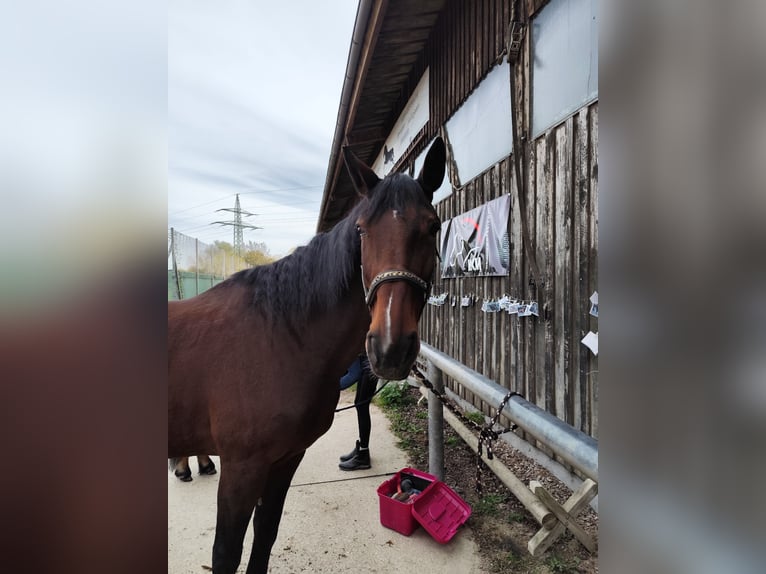 Oldenbourg Jument 18 Ans 170 cm Bai in Deggendorf
