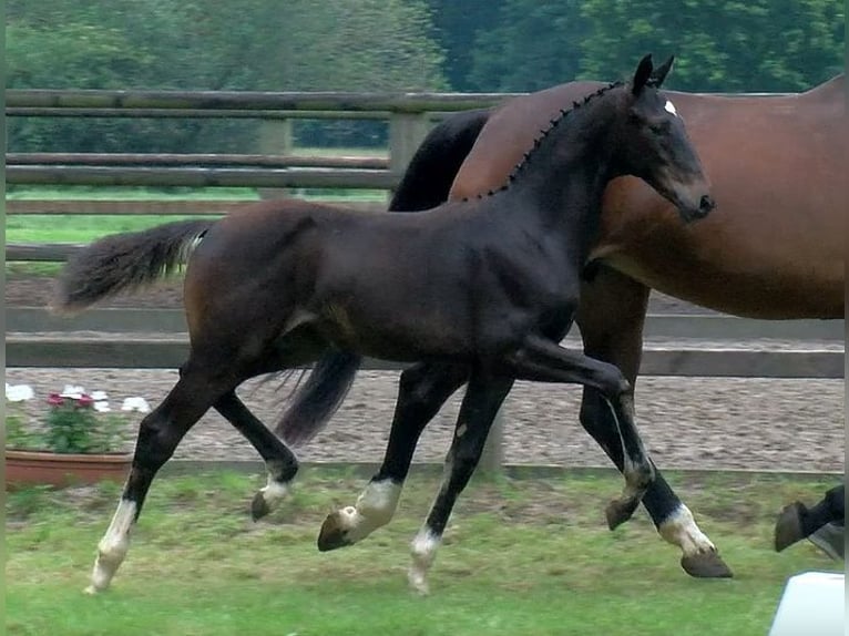 Oldenbourg Jument 18 Ans 170 cm Bai in Bramsche