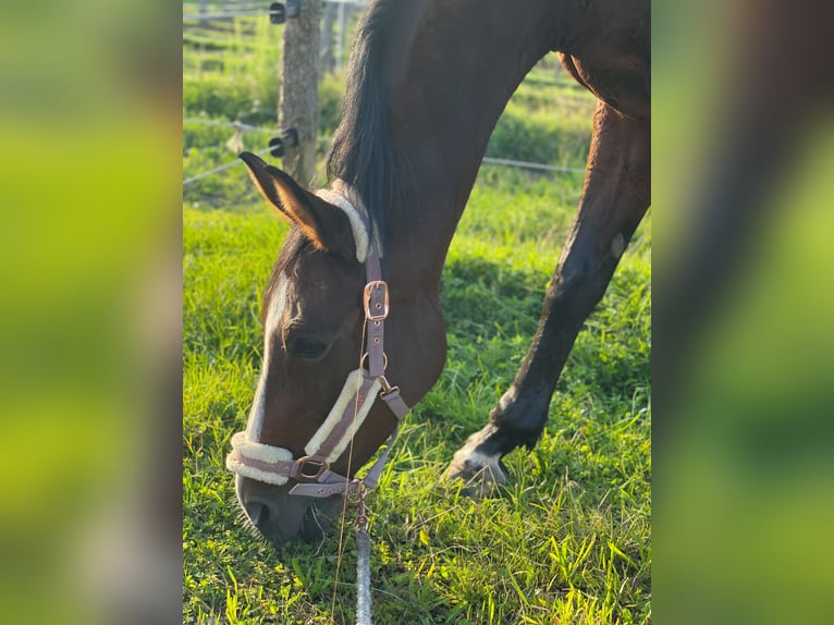 Oldenbourg Jument 19 Ans 150 cm Bai in Kuchl