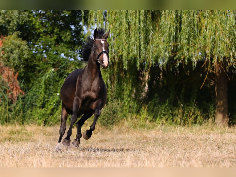 Oldenbourg Jument 19 Ans 162 cm Bai brun foncé in Nauen