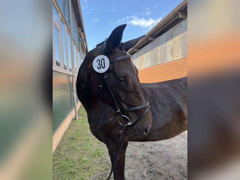 Oldenbourg Jument 19 Ans 163 cm Bai brun in Bad Zwischenahn