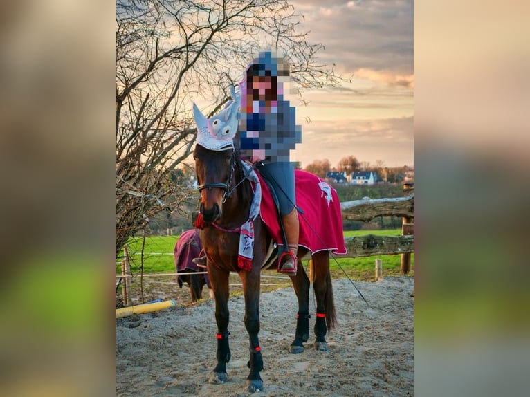 Oldenbourg Jument 19 Ans 163 cm Bai in Langenfeld