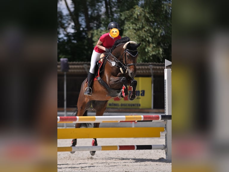 Oldenbourg Jument 19 Ans 165 cm Bai in Münchsmünster