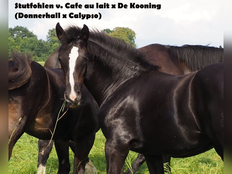 Oldenbourg Jument 19 Ans 166 cm Noir in Bramsche