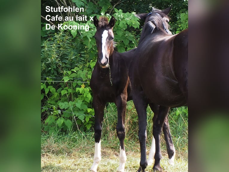 Oldenbourg Jument 19 Ans 166 cm Noir in Bramsche