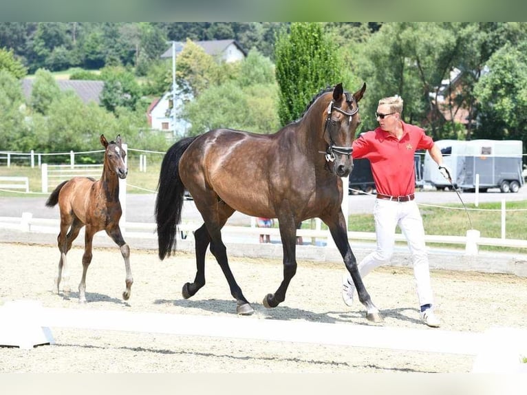 Oldenbourg Jument 19 Ans 175 cm Bai brun in Schladming