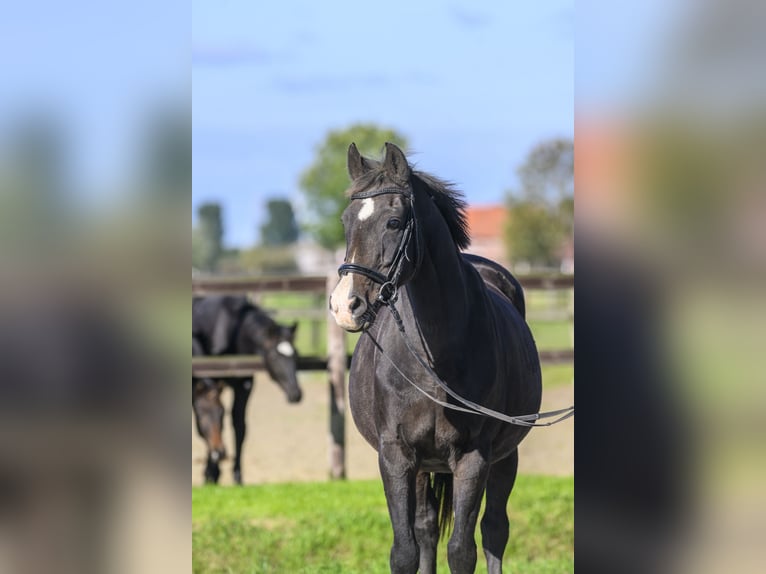 Oldenbourg Jument 19 Ans Bai in Jemgum