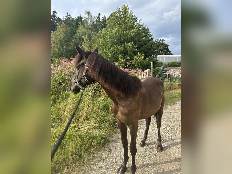 Oldenbourg Jument 1 Année 140 cm Bai brun foncé in Train