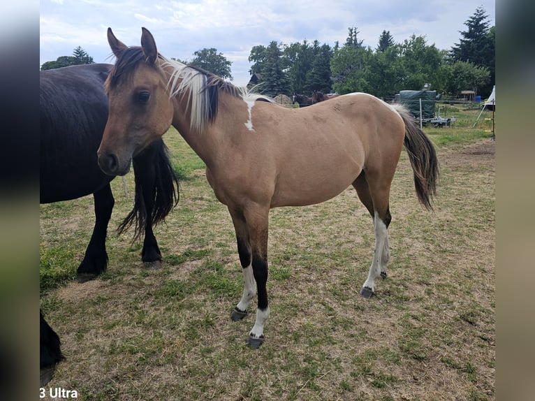 Oldenbourg Croisé Jument 1 Année 143 cm Grullo in Gol&#xDF;en