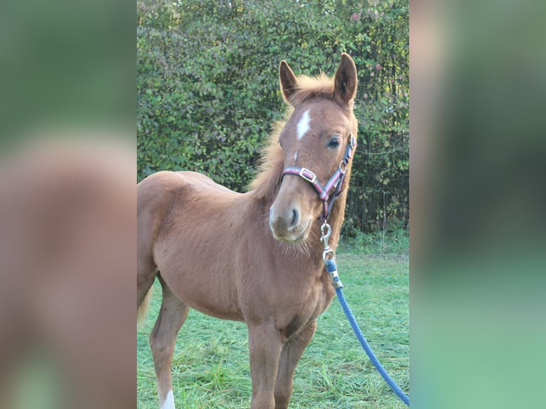 Oldenbourg Croisé Jument 1 Année 165 cm Alezan in Zapfendorf