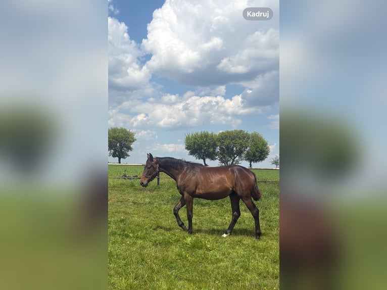 Oldenbourg Jument 1 Année 166 cm Bai brun in Milicz
